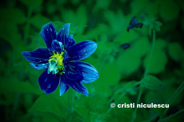 floare-albastra