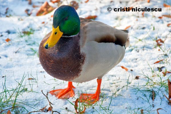 Foto: Cristi Niculescu