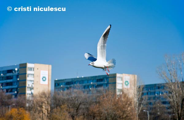 Foto: Cristi Niculescu