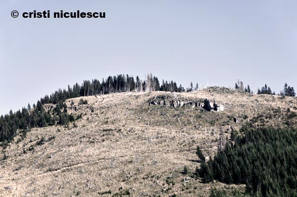 Foto: Cristi Niculescu