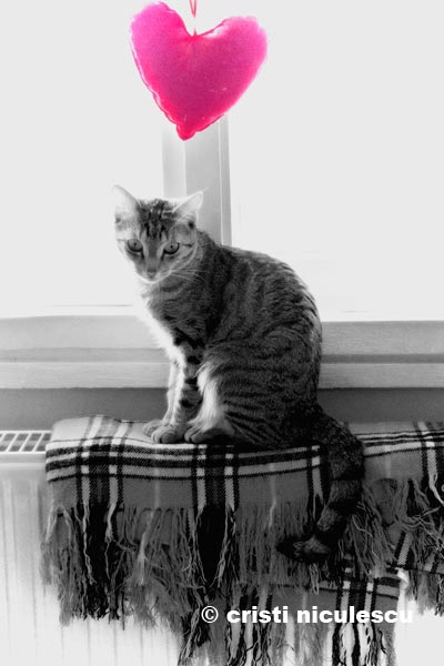 Foto: Cristi Niculescu