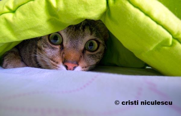 Foto: Cristi Niculescu