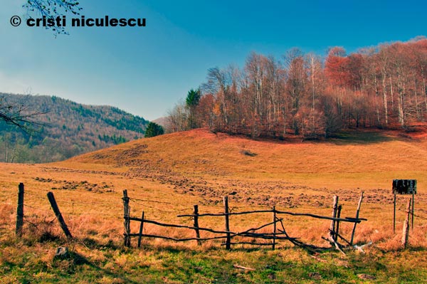 Foto: Cristi Niculescu