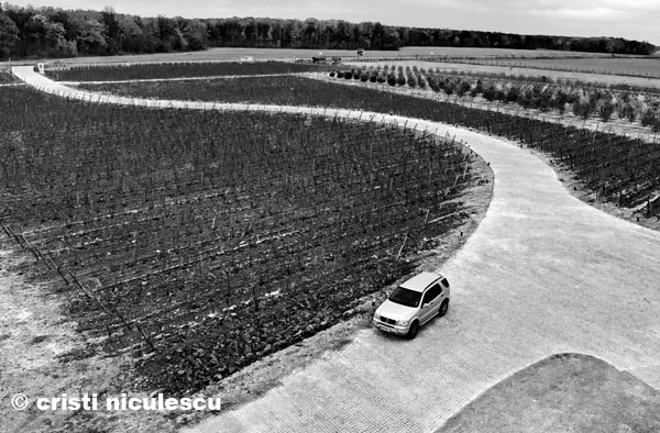 Foto: Cristi Niculescu