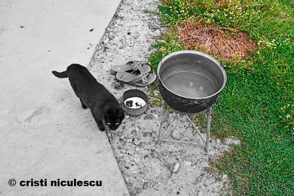 Foto: Cristi Niculescu