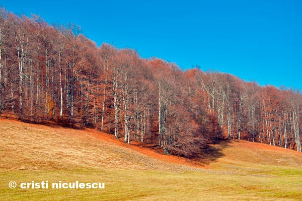 Foto: Cristi Niculescu