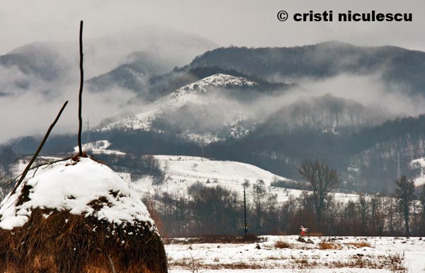 Foto: Cristi Niculescu