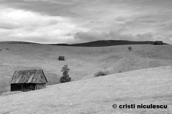 Foto: Cristi Niculescu