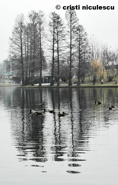 Foto: Cristi Niculescu