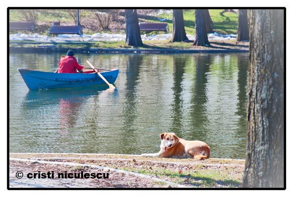 barcagiul-si-cainele