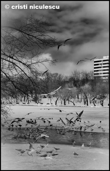 Foto: Cristi Niculescu