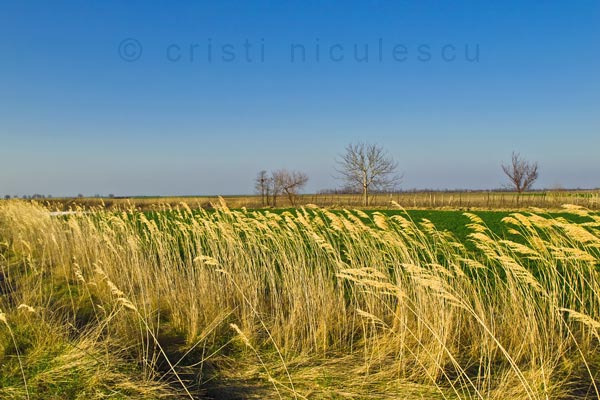 Foto: Cristi Niculescu