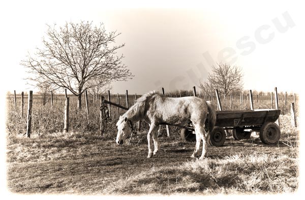 Foto: Cristi Niculescu