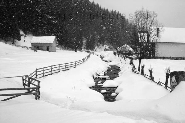 Foto: Cristi Niculescu