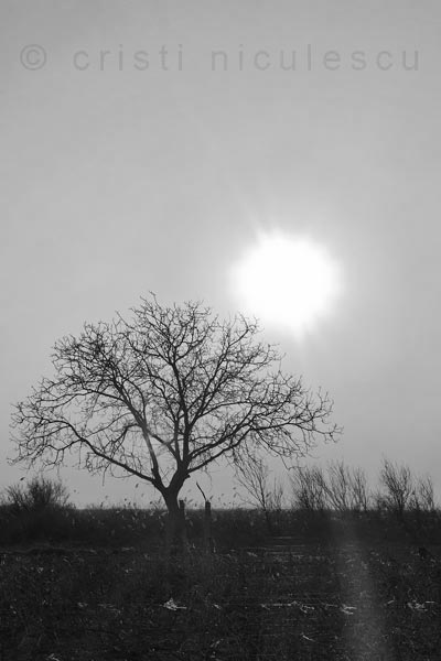 Foto: Cristi Niculescu