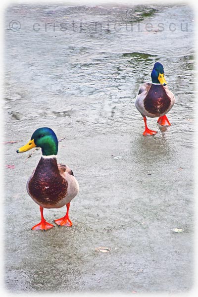 Foto: Cristi Niculescu