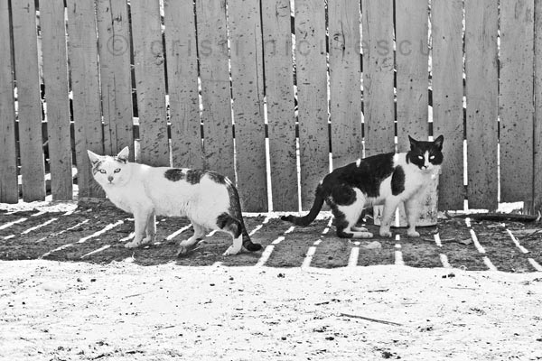 Foto: Cristi Niculescu