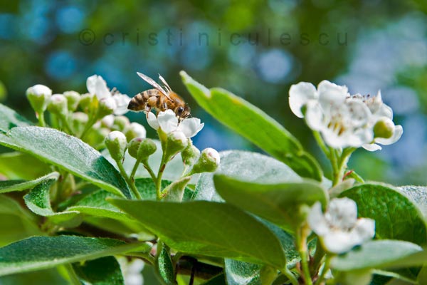 Foto: Cristi Niculescu