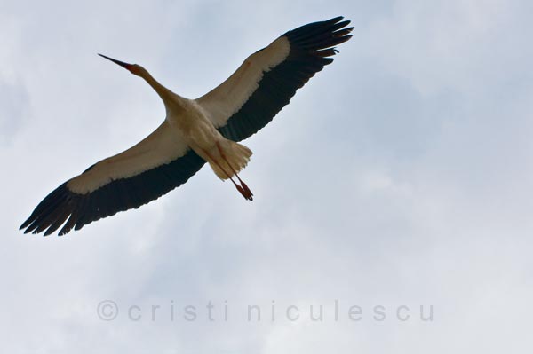 Foto: Cristi Niculescu