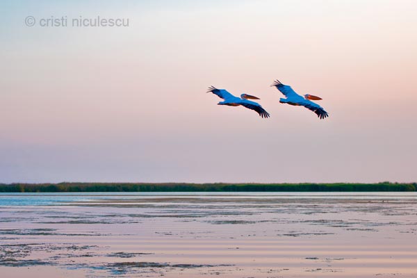 Foto: Cristi Niculescu