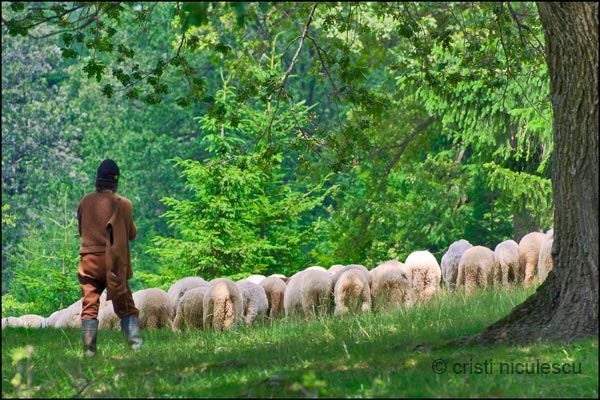 Foto: Cristi Niculescu