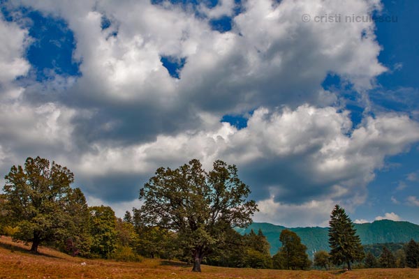 Foto: Cristi Niculescu