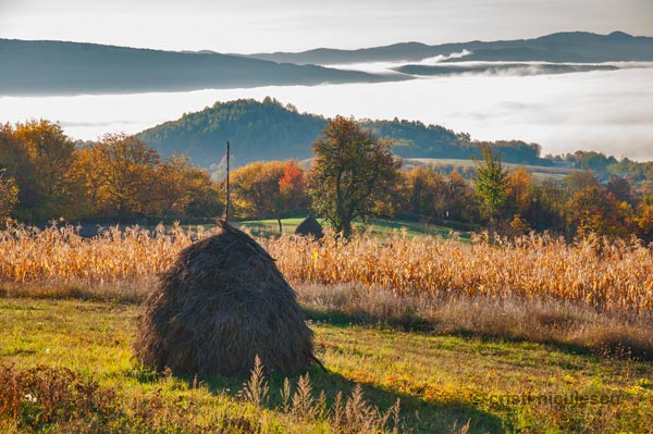 Foto: Cristi Niculescu