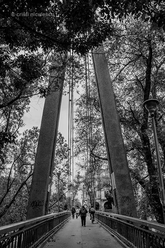 leaves-over-the-bridge