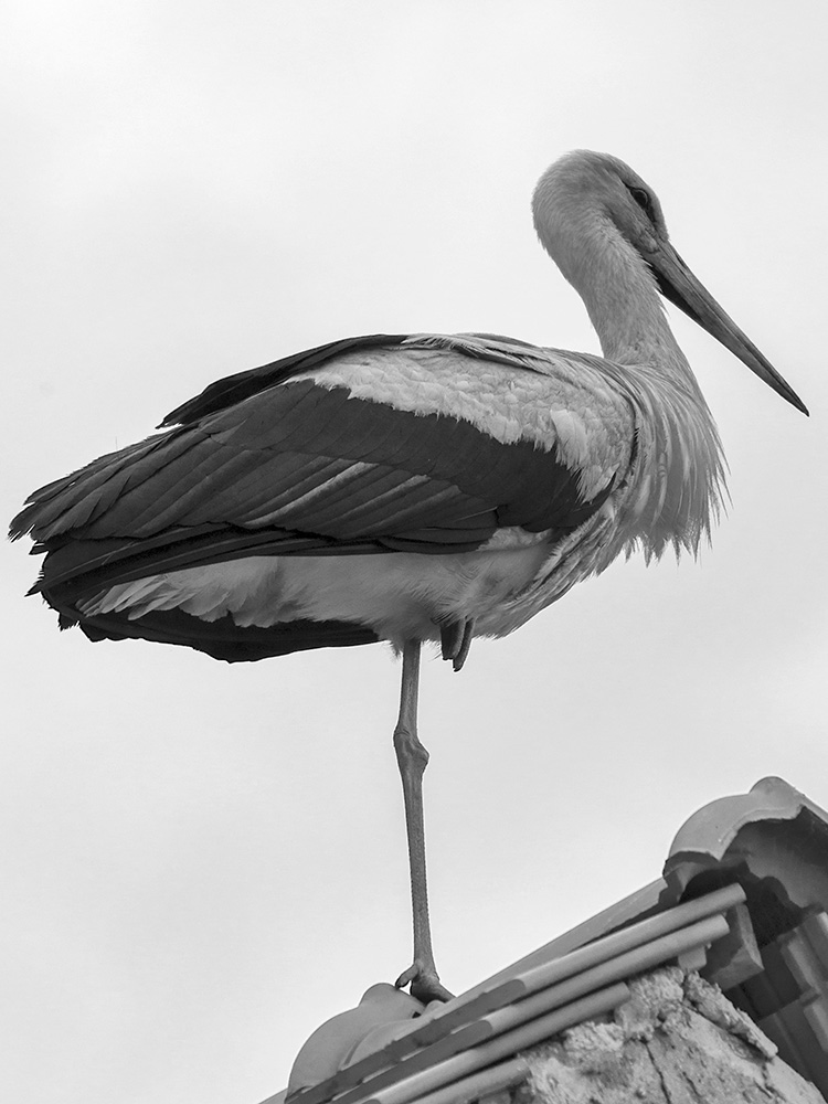 Barza intr-un picior